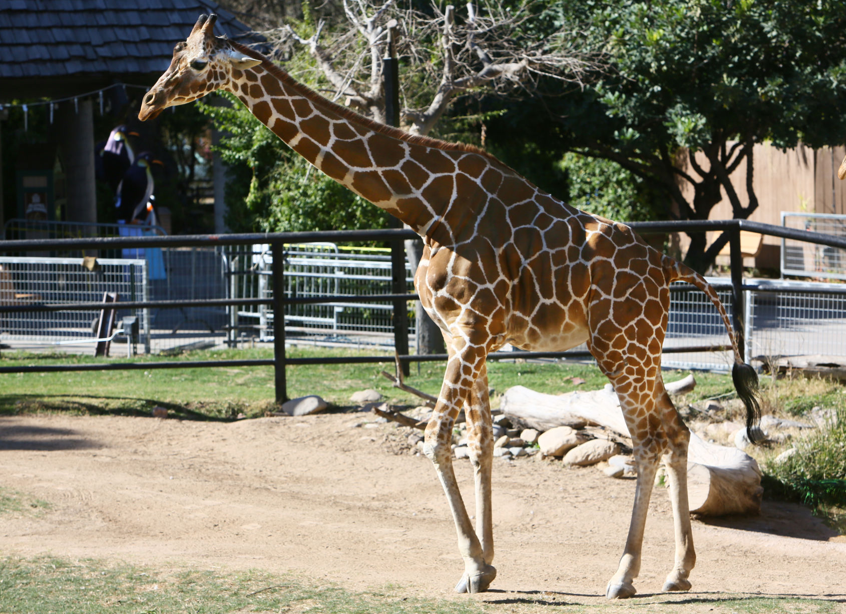 Denver the giraffe